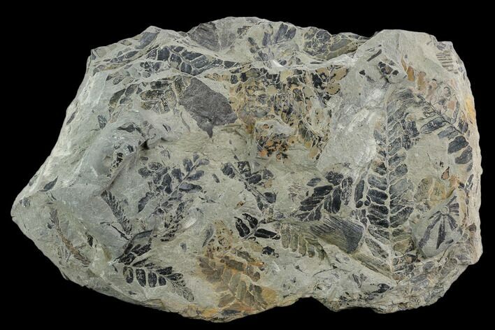 Pennsylvanian Fossil Flora (Neuropteris & Annularia) Plate - Kentucky #126251